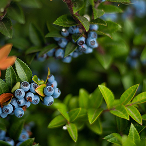 Wilde Heidelbeeren